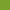 Iguana Green2028-10